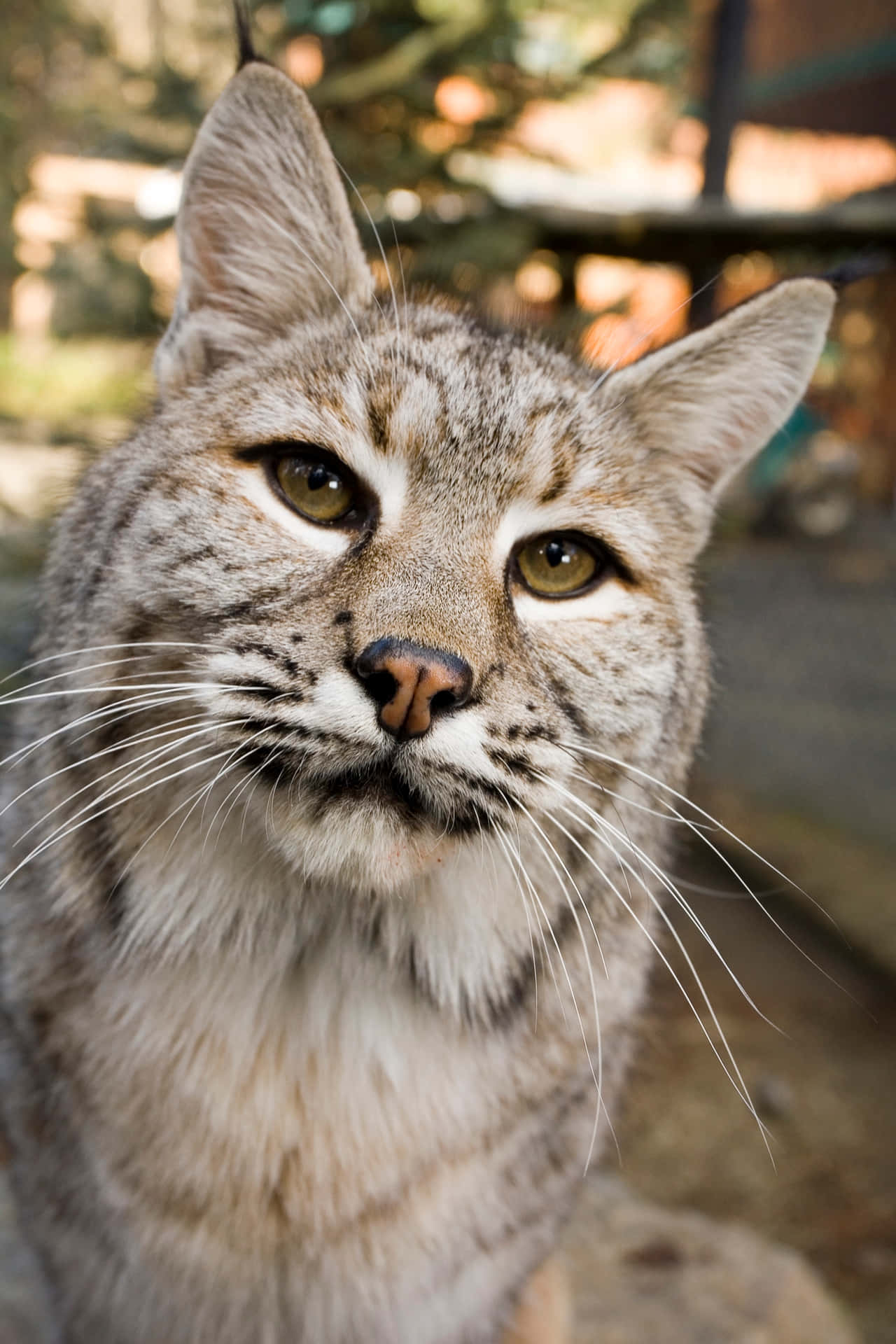 Powerful Bobcat In Natural Habitat Background