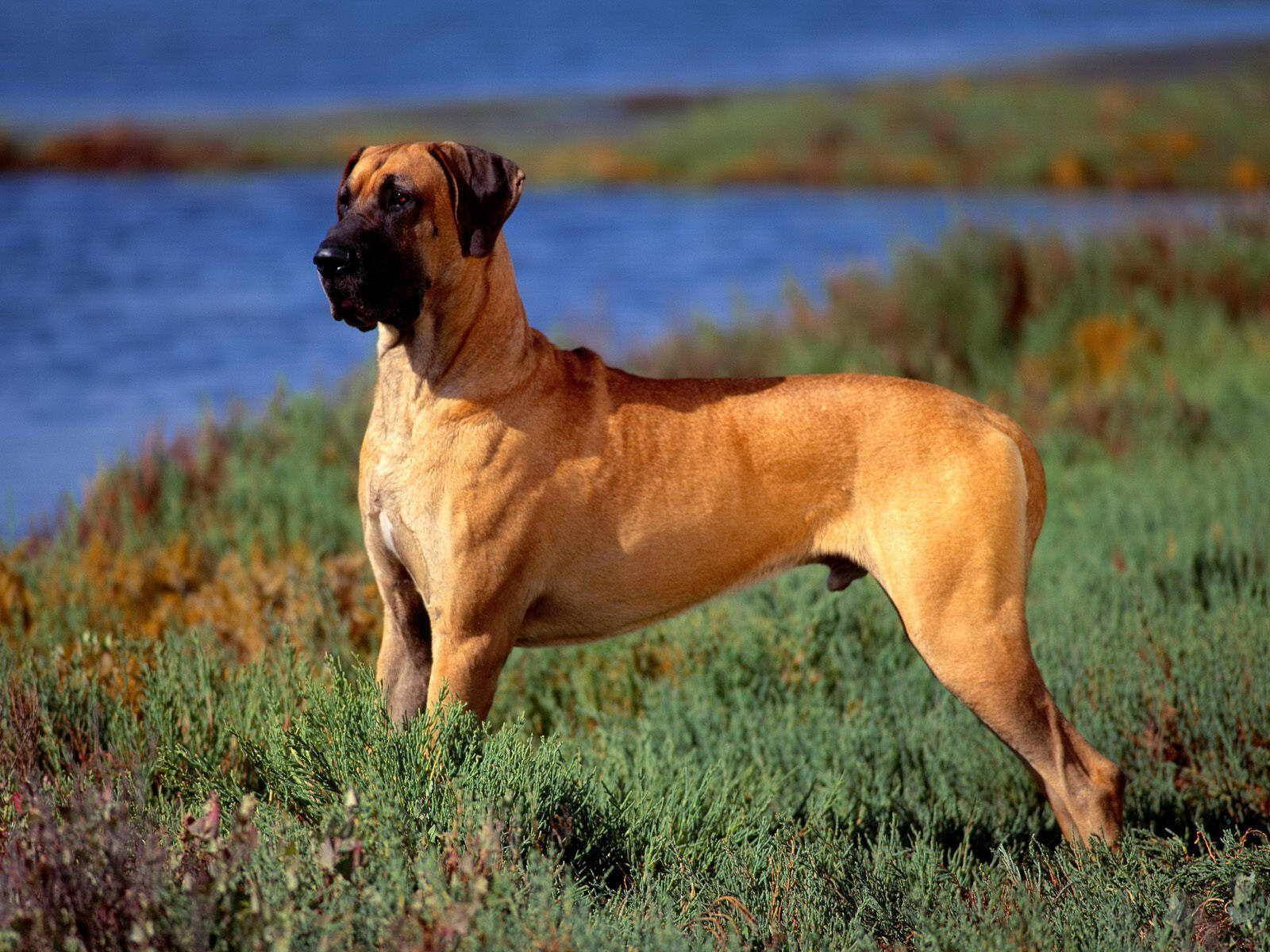 Powerful Boerboel Dog Standing Tall Background