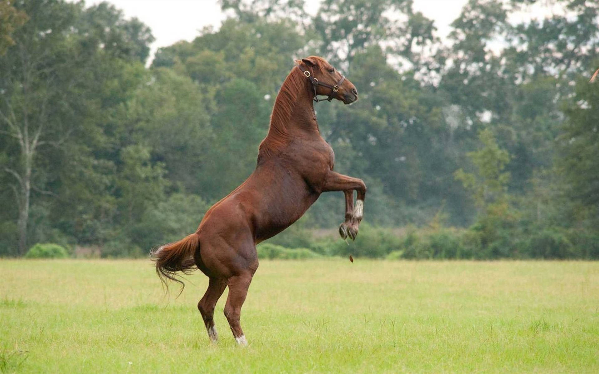 Powerful Racing Horse, Secretariat In Action Background