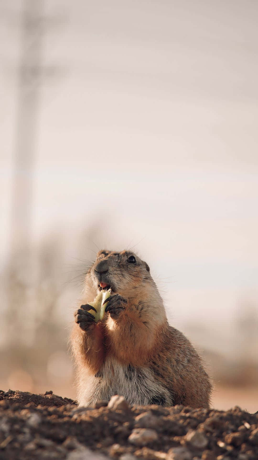 Prairie Dog Snacking Outdoors.jpg