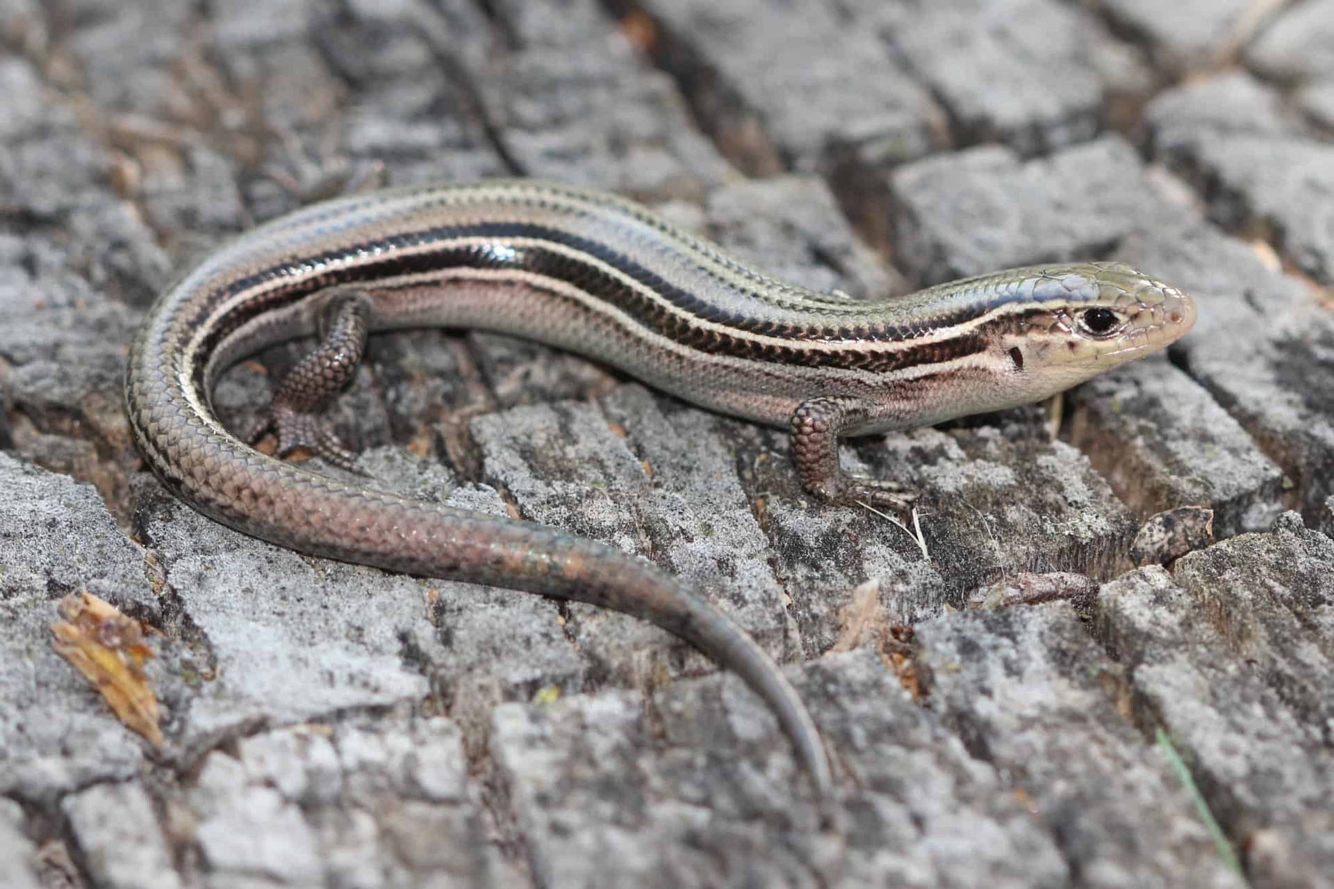 Prairie Ground Skink South Dakota