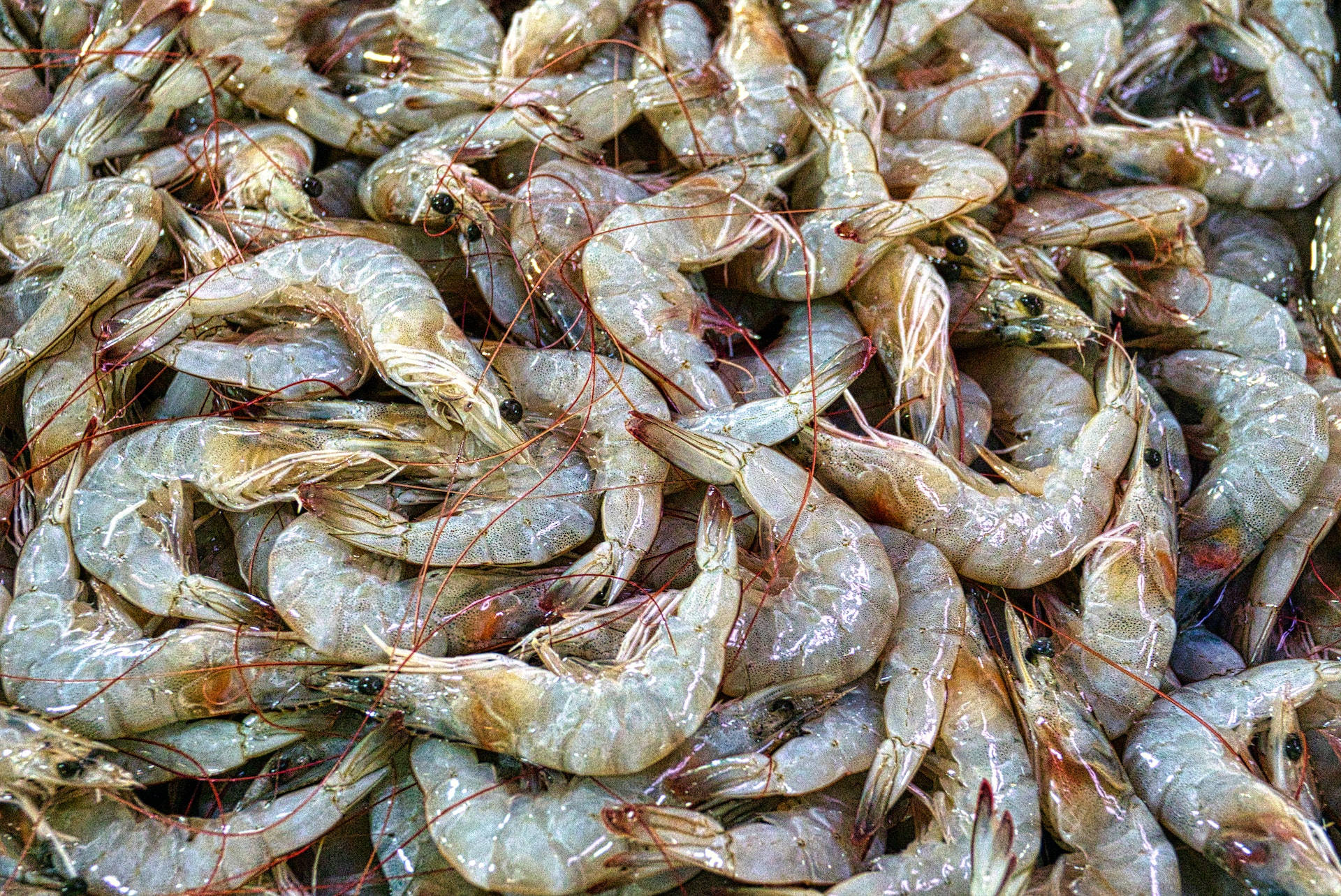 Prawns Freshly Harvested With Grey Bodies Background