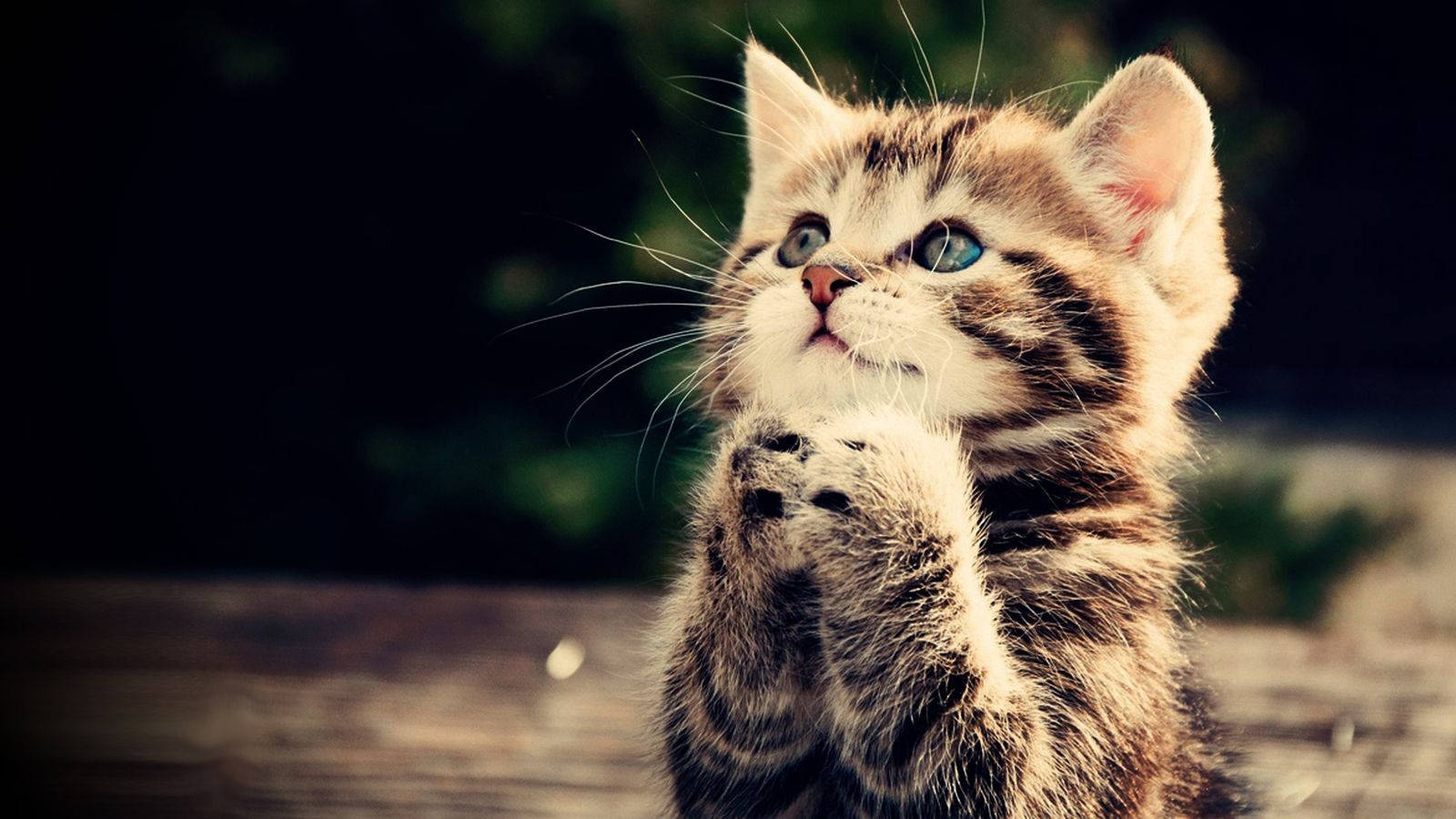 Praying Kitten Animal Cute Portrait Background