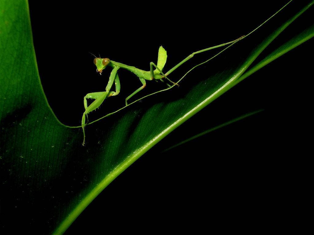 Praying Mantis At Night Background