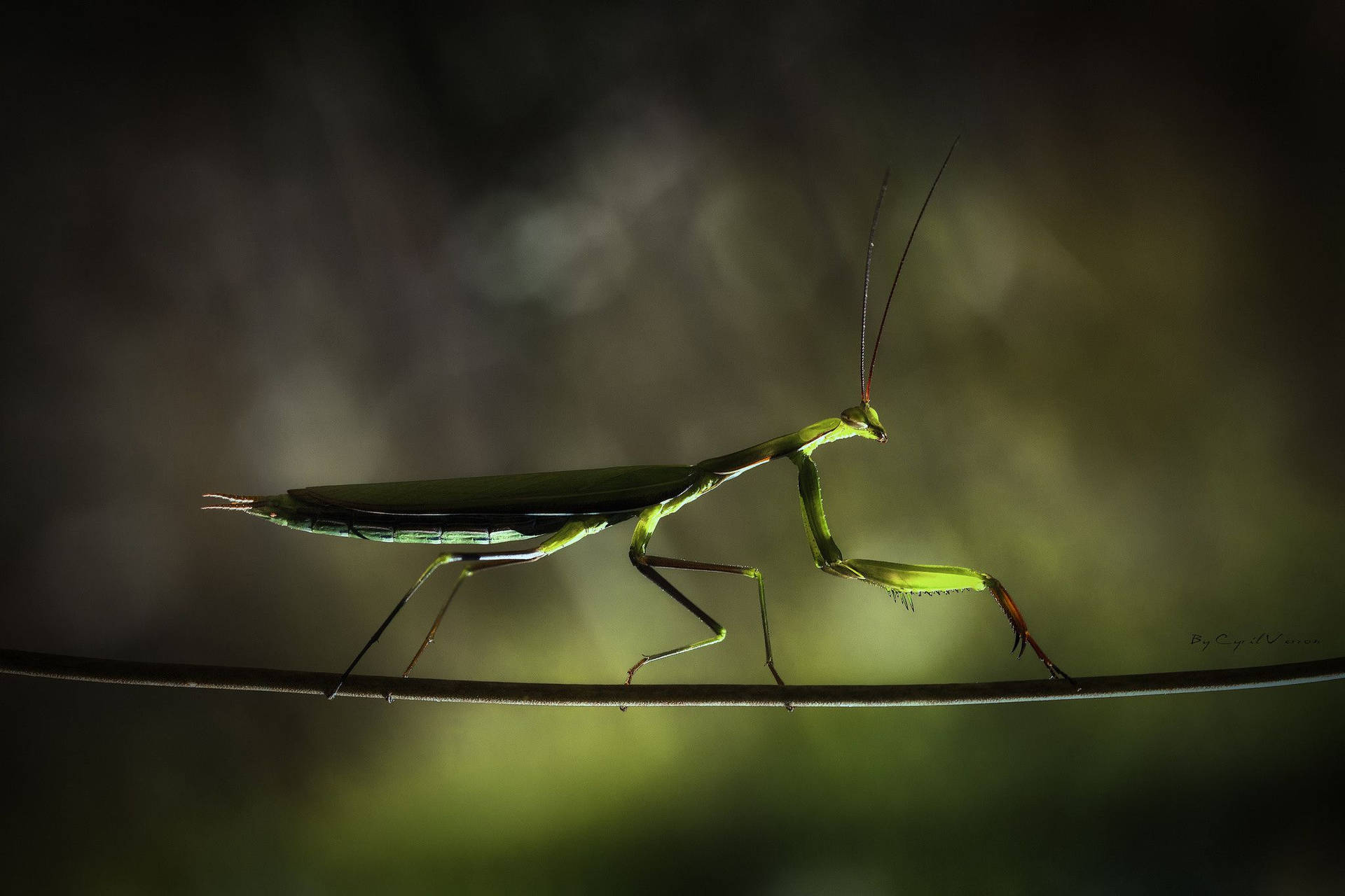 Praying Mantis At Night Background