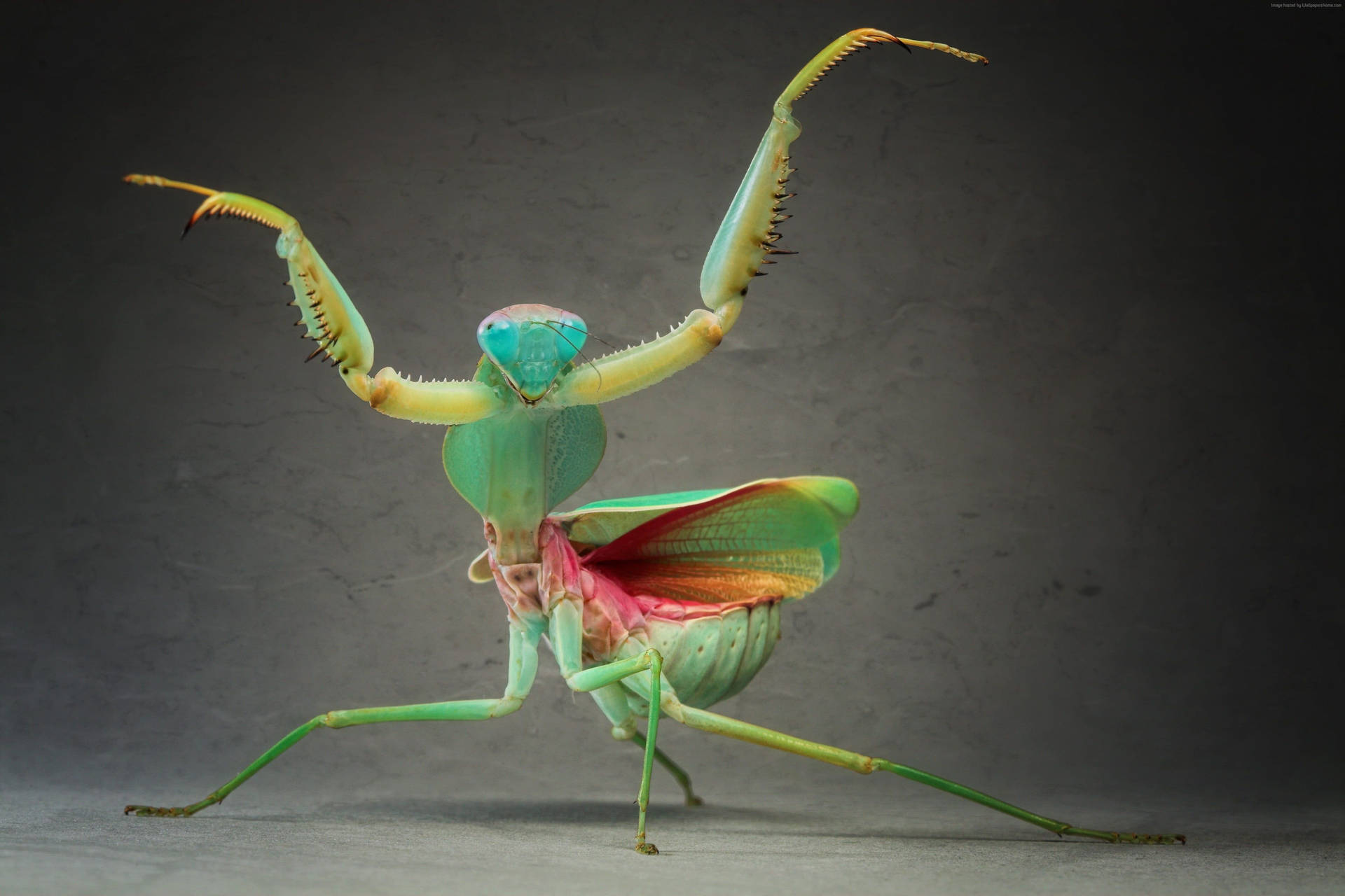 Praying Mantis Battle Dance