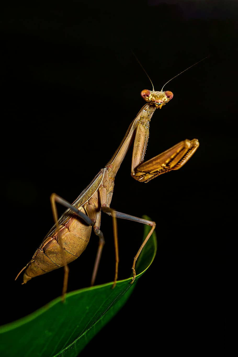 Praying Mantis Black Background Background