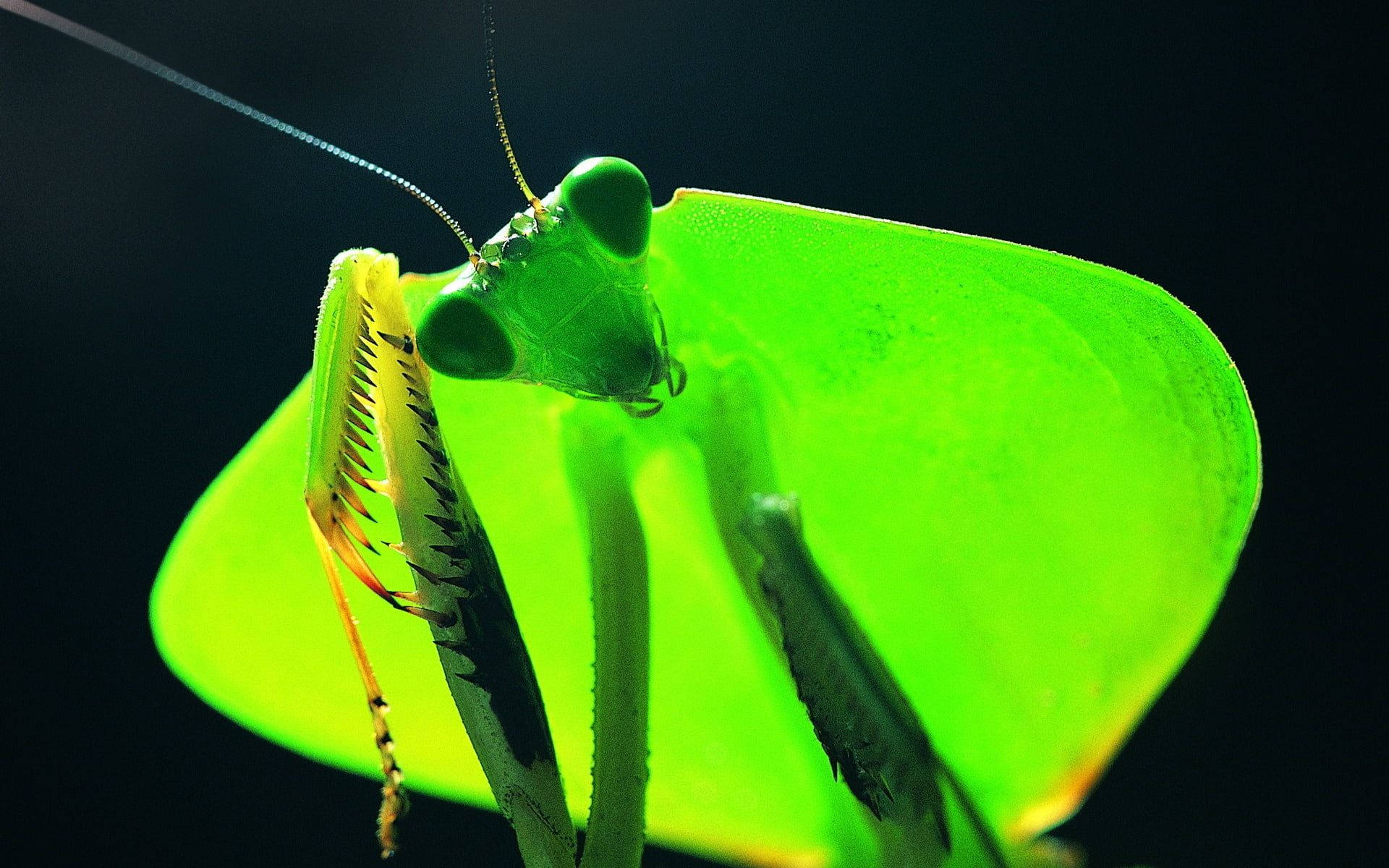 Praying Mantis Blue Antenna Background