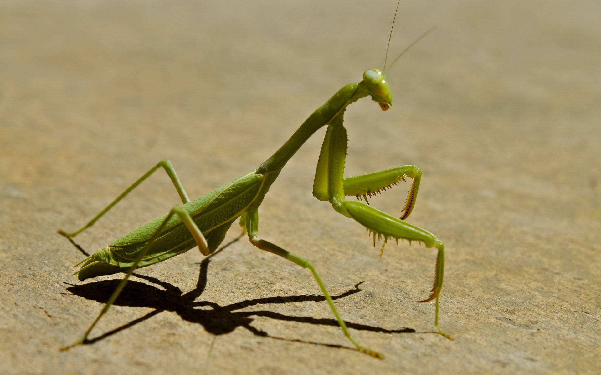 Praying Mantis Brown Ground Background