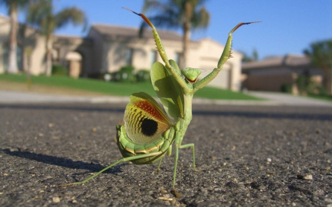 Praying Mantis Dancing In The Street