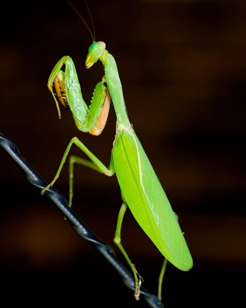 Praying Mantis Dark Background