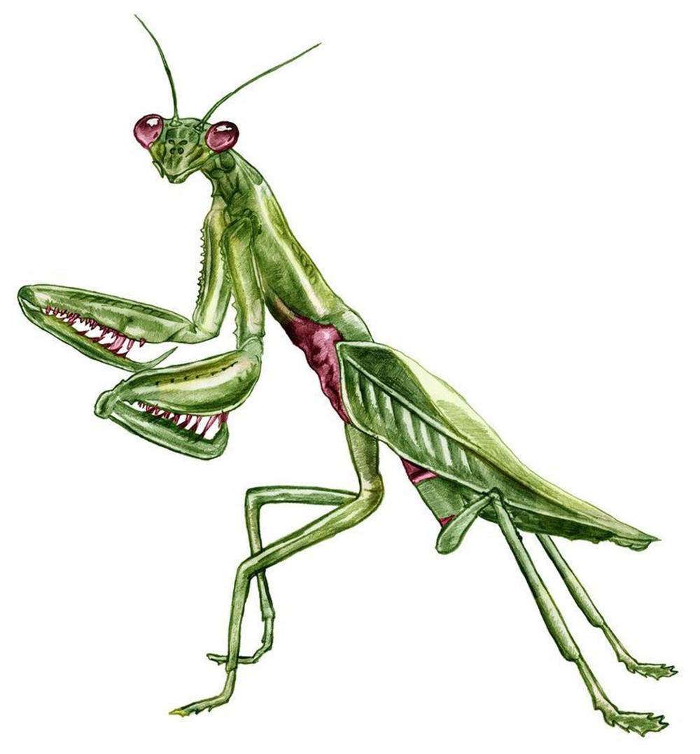 Praying Mantis Digital Drawing Background