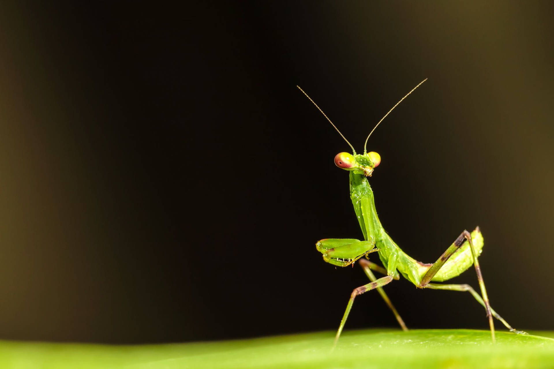 Praying Mantis Green Leaf Background