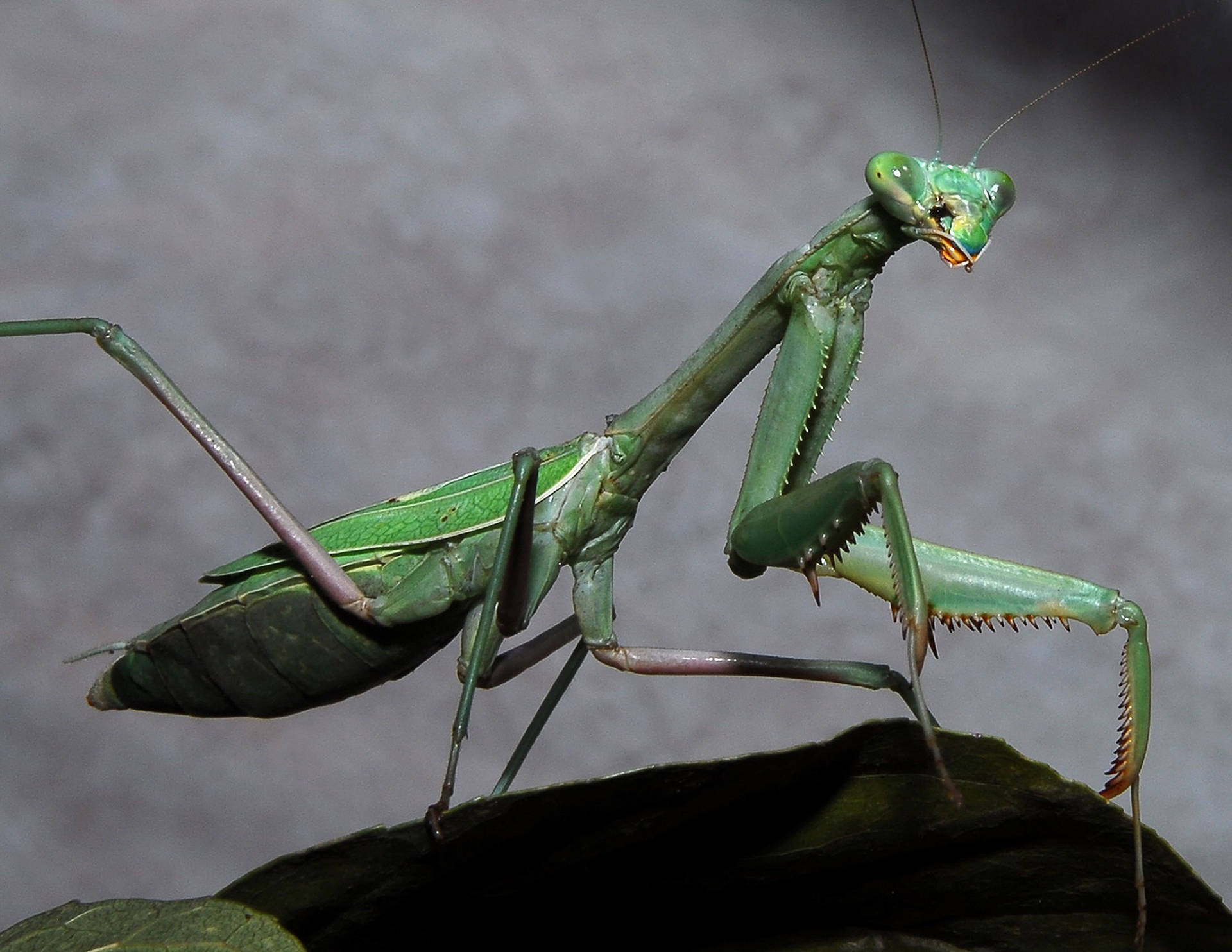 Praying Mantis Grey Background Background