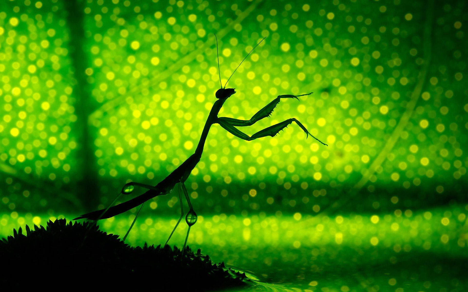 Praying Mantis Leaf Shadow Background