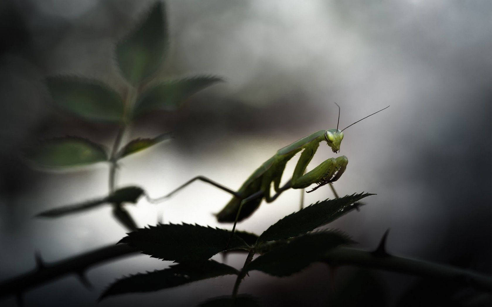 Praying Mantis Night Plant