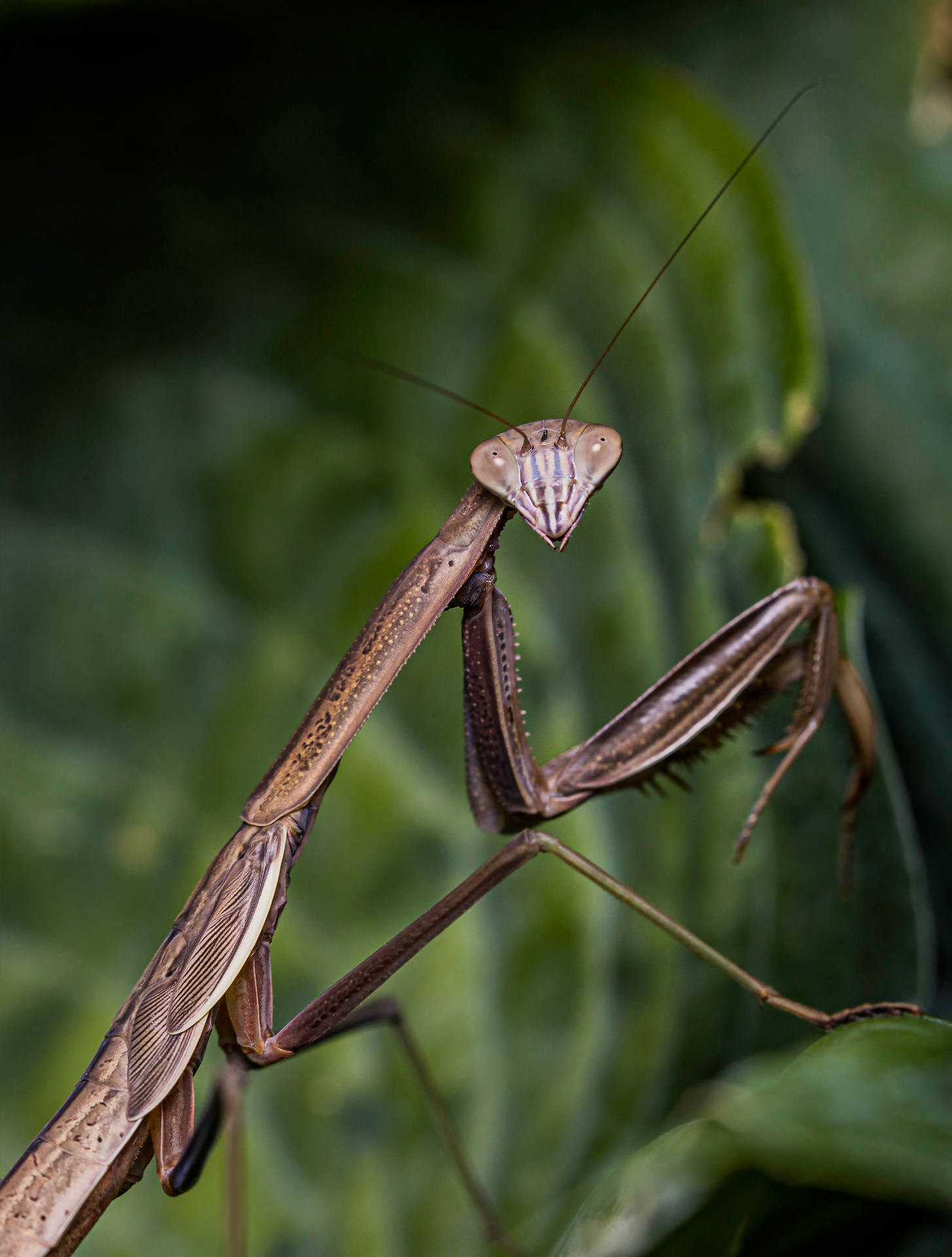 Praying Mantis On Plant Focus