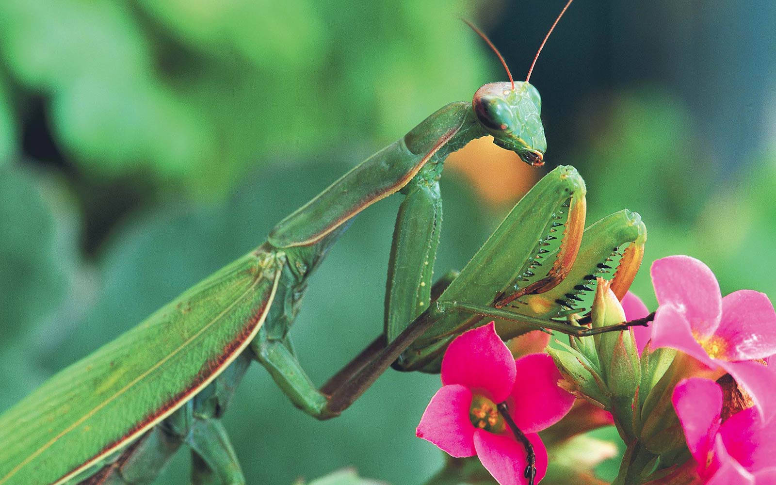 Praying Mantis Pink Flowers Background