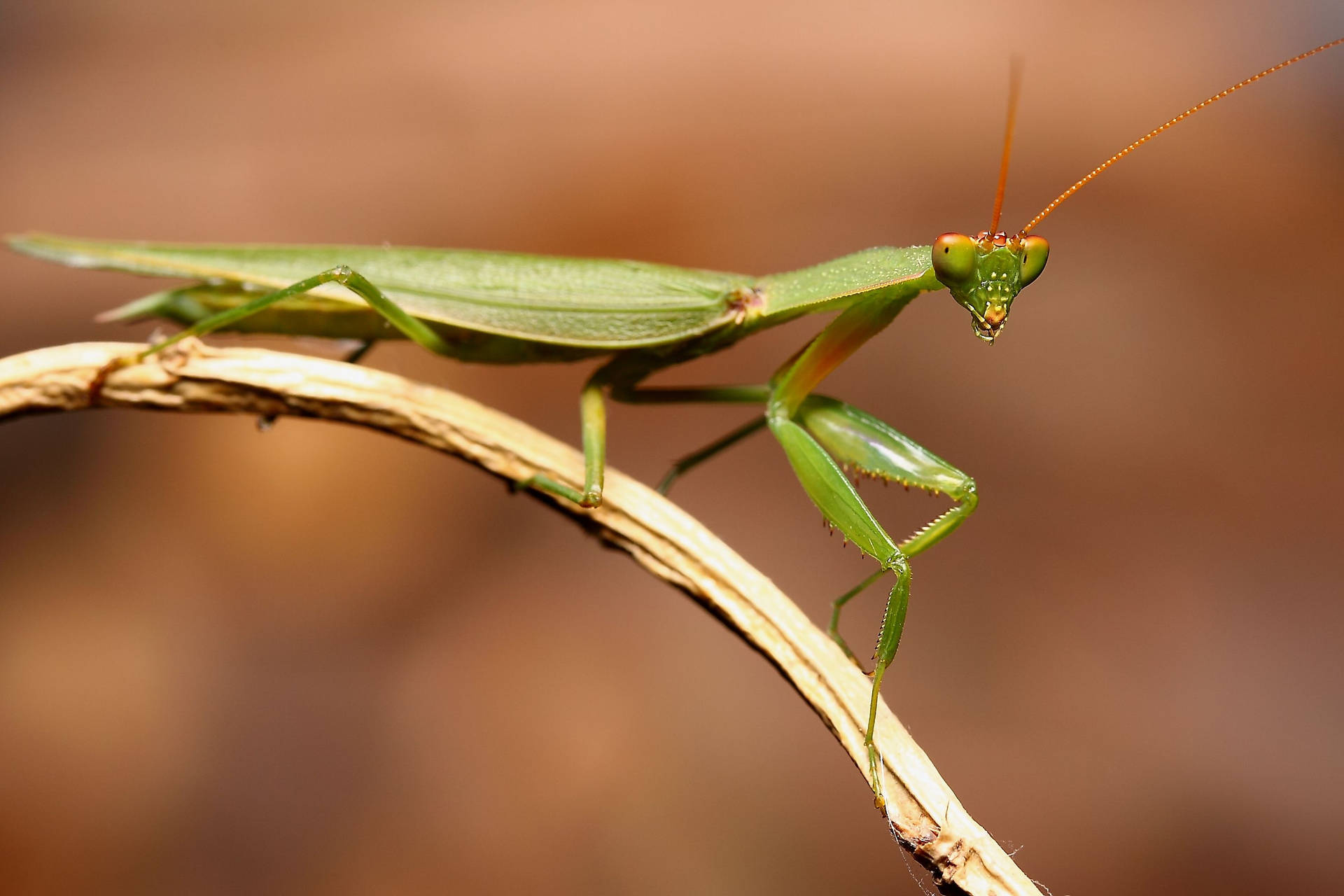 Praying Mantis Red Antennae Background