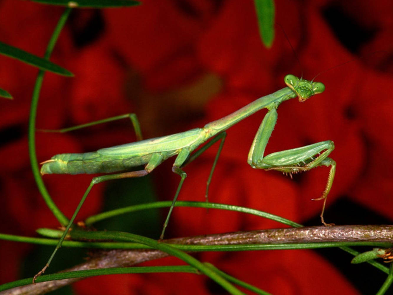 Praying Mantis Red Flowers