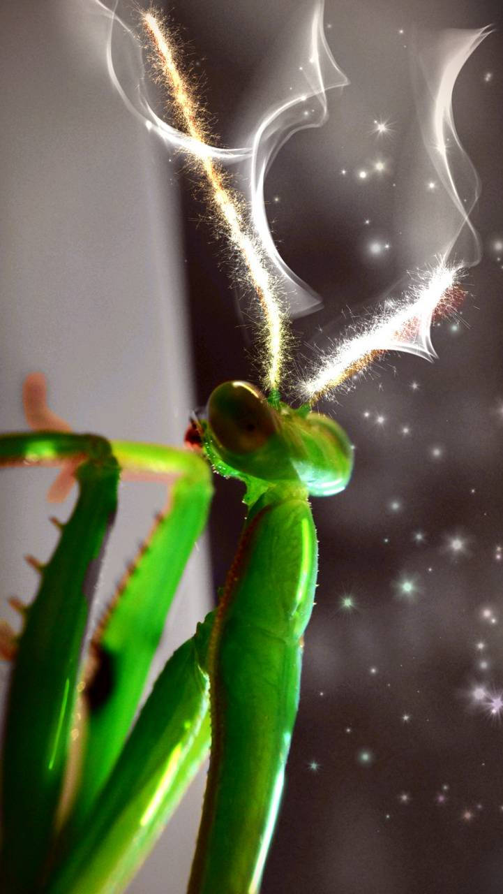 Praying Mantis Sparkling Art Background