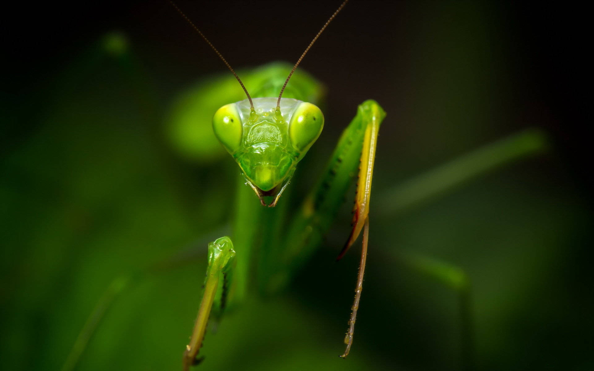 Praying Mantis Triangle Head Background