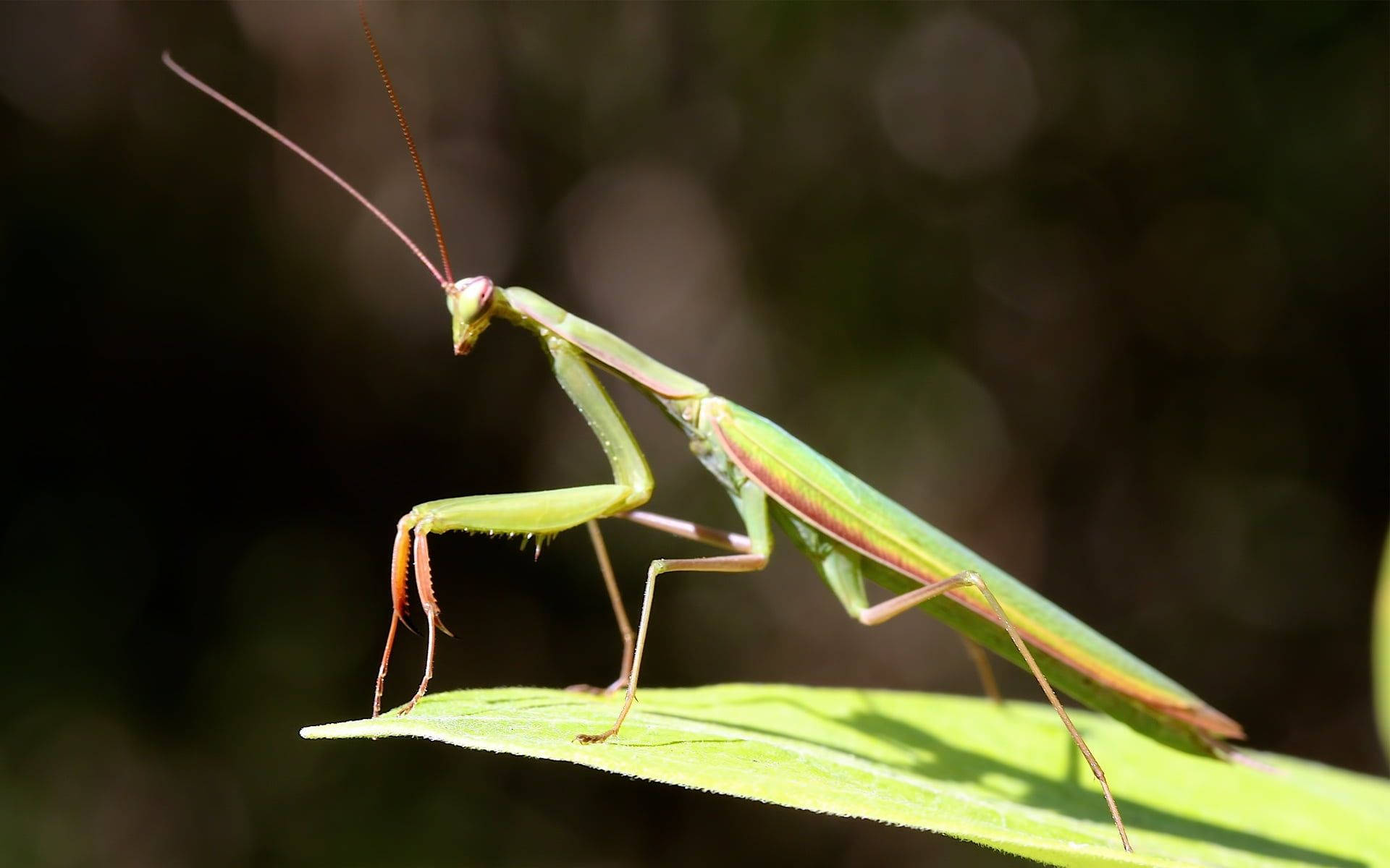 Praying Mantis Under Sunlight Background