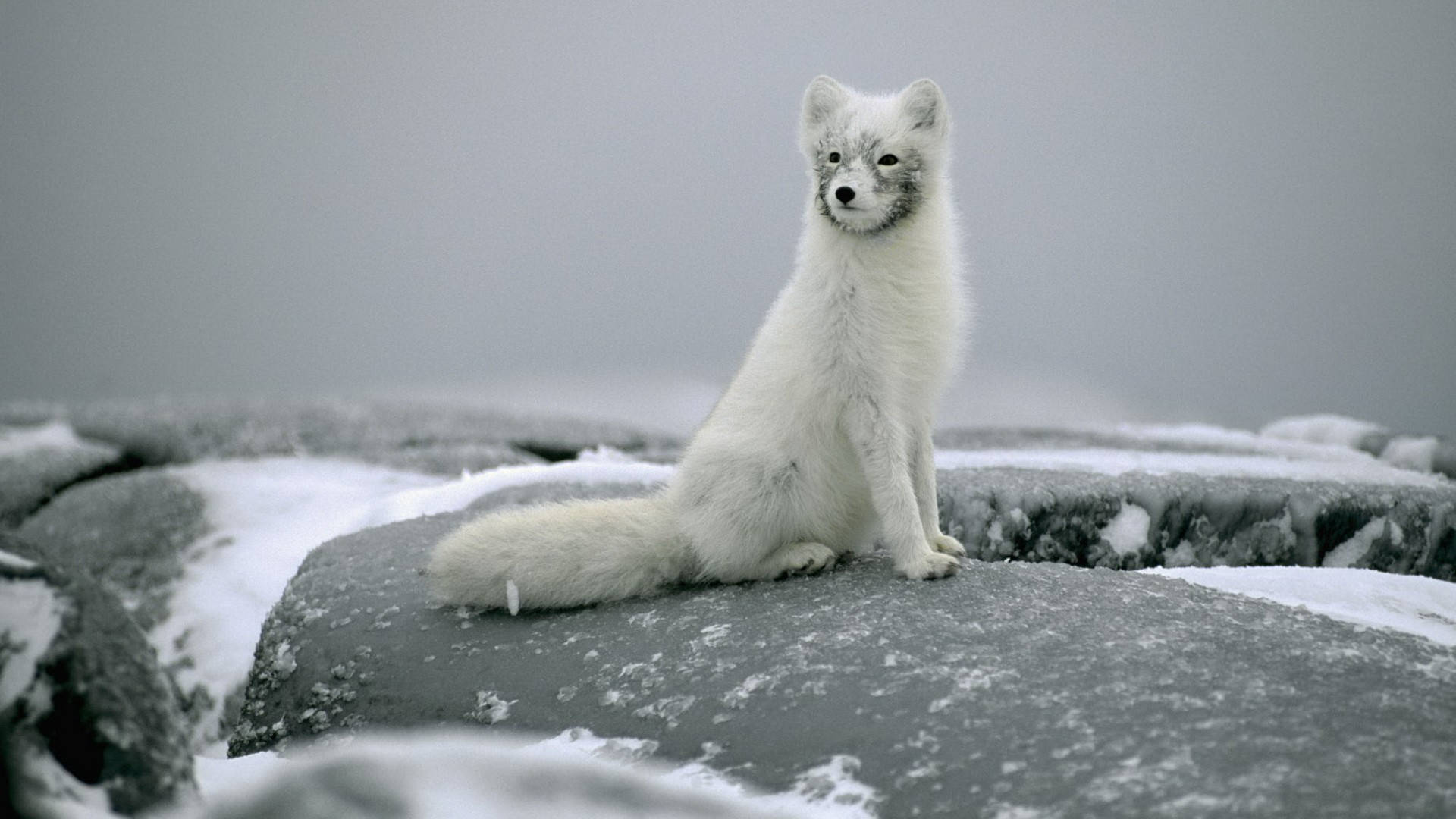 Predator Animal Arctic Fox Background