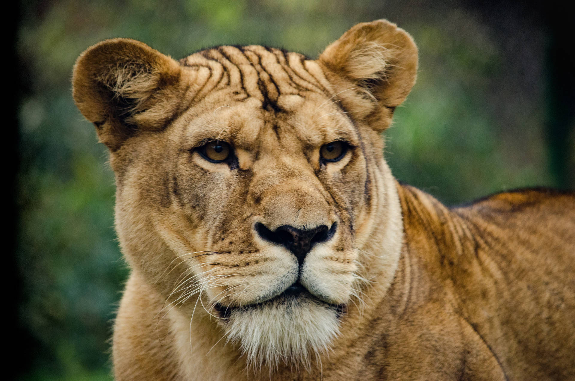 Predator Lioness Watching Background