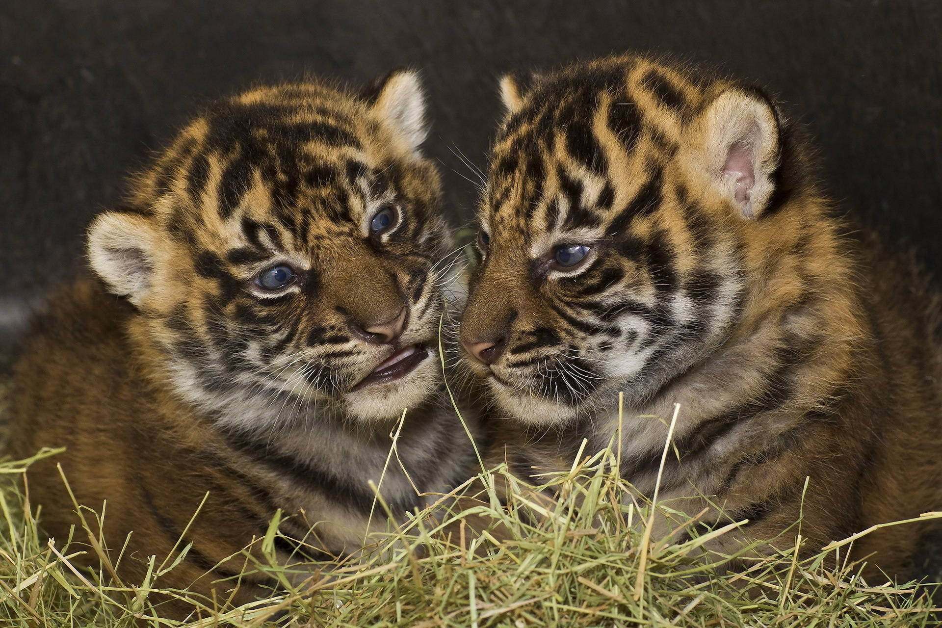 Predator Tiger Cubs Background