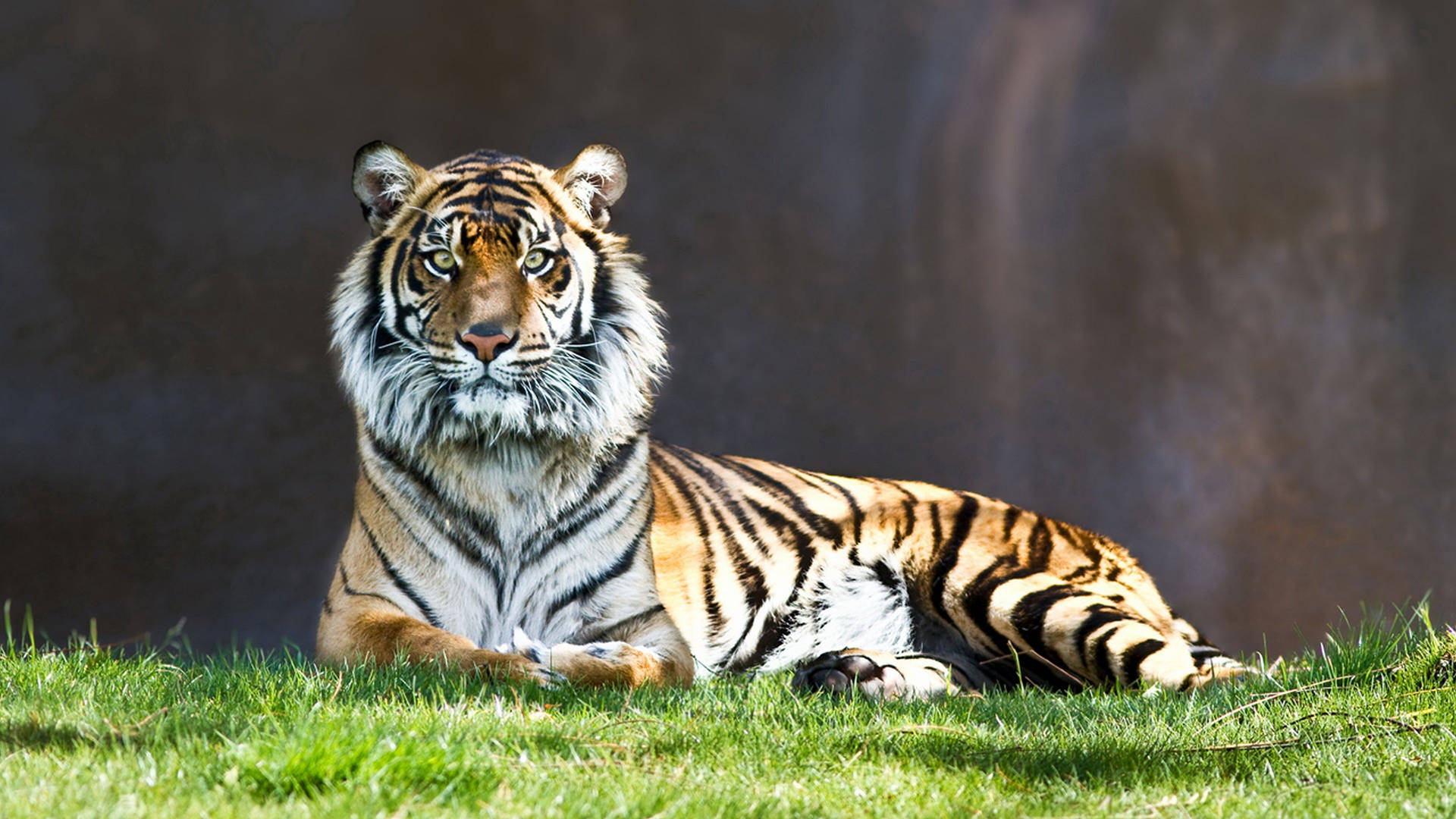 Predator Tiger Sitting On Grass Background