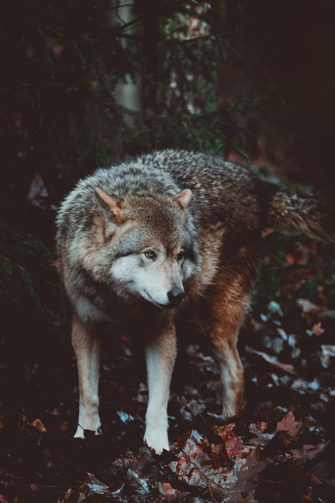 Predator Wolf Vintage Background