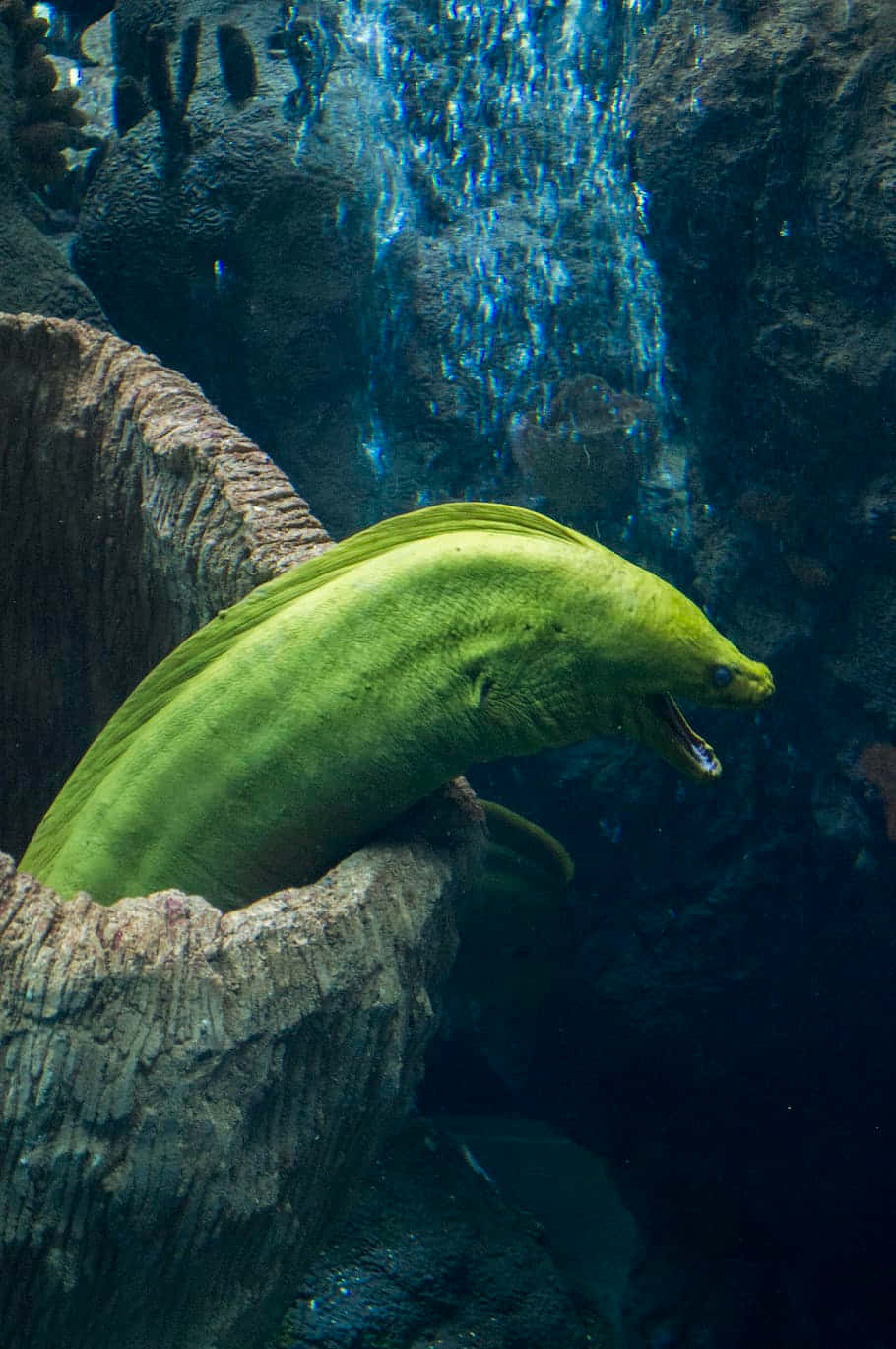 Predatorial Gaze Of The Deep Sea Moray Eel Background