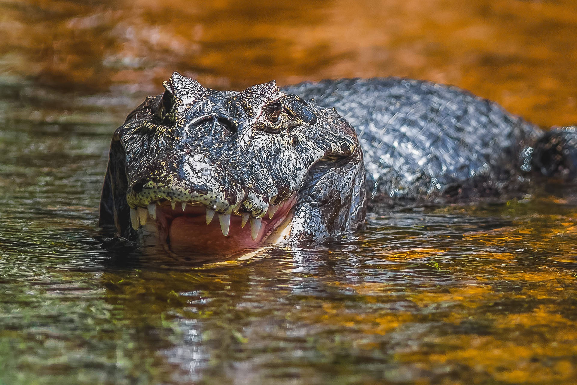 Predatory Alligator In Water Background