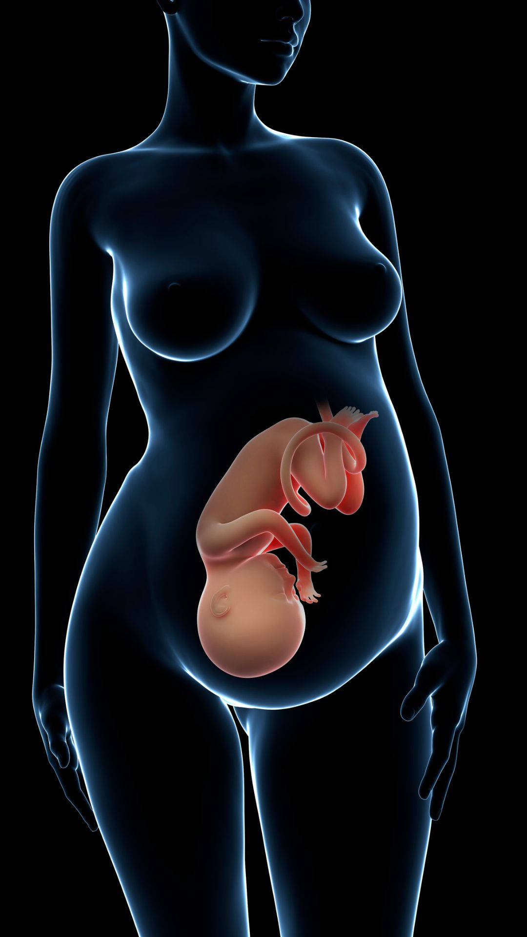 Pregnancy Body Model Background