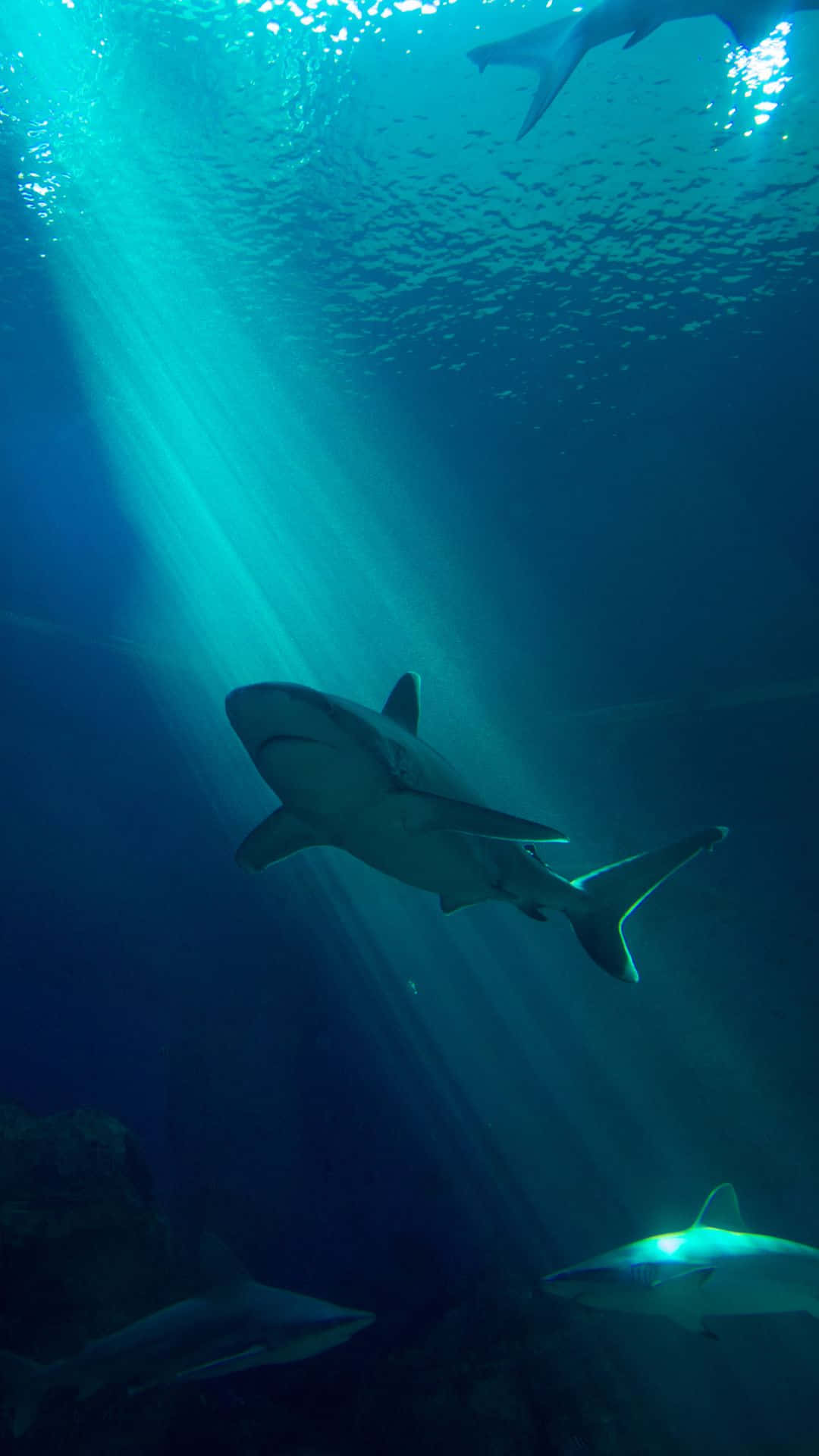 Prepare To Be Amazed By The Incredible Beauty Of A Cool Shark! Background