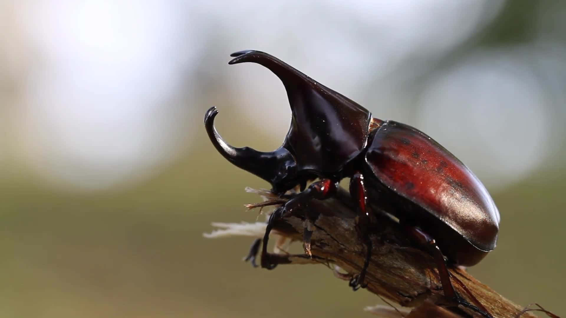 Preposterous Insect Background