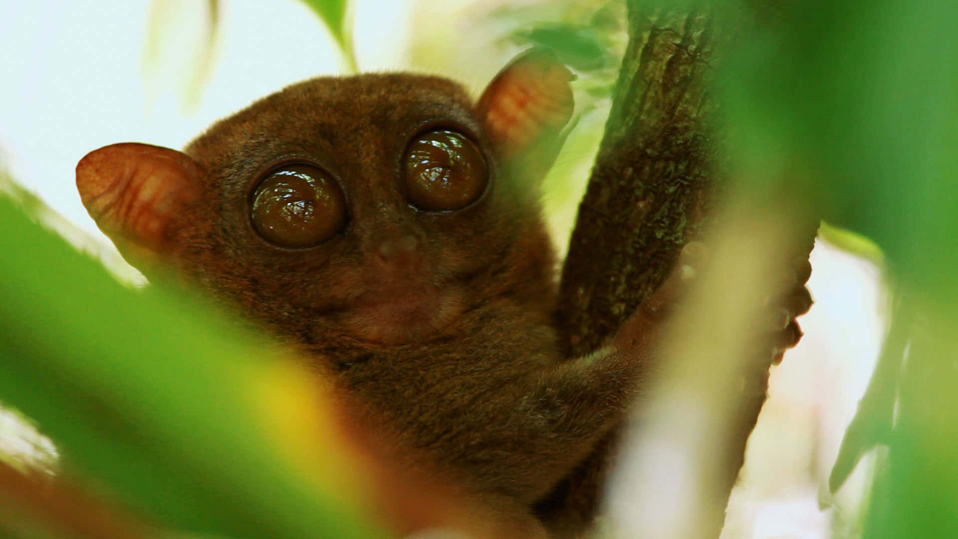 Preposterous Tarsier Background