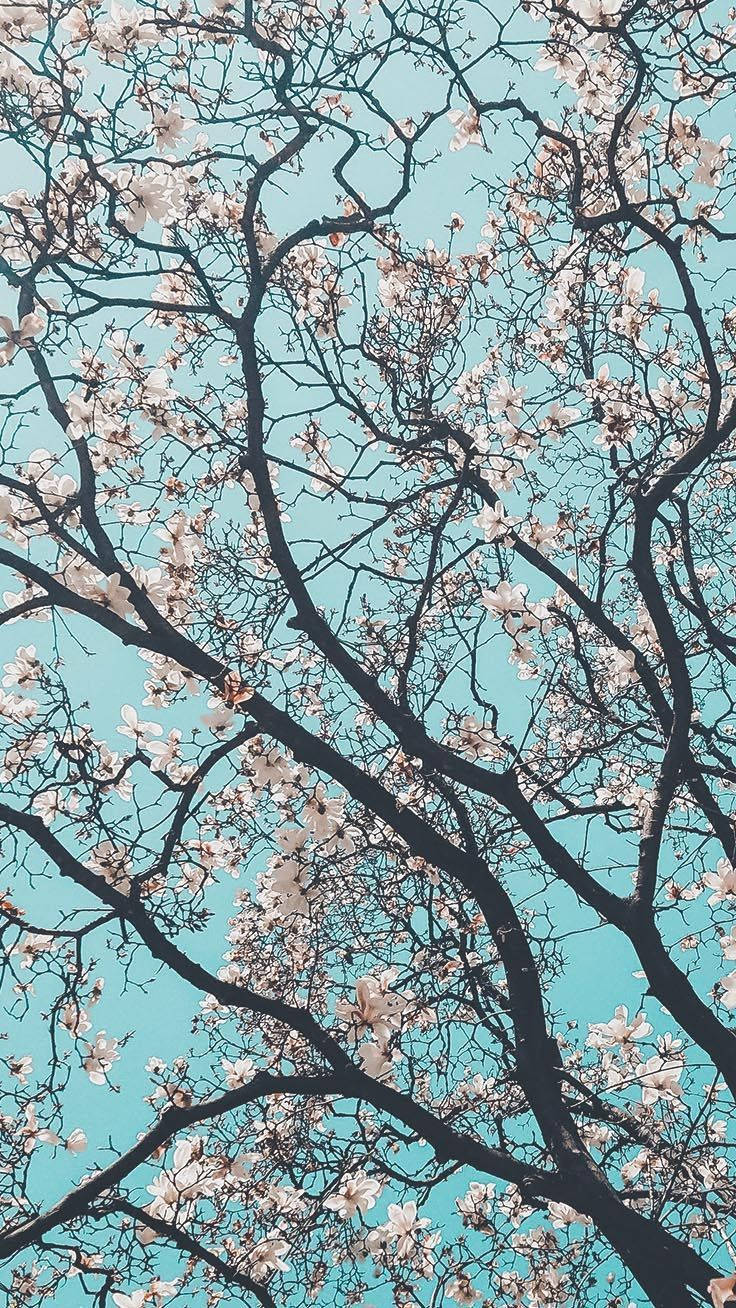 Preppy Cherry Blossom Tree Background