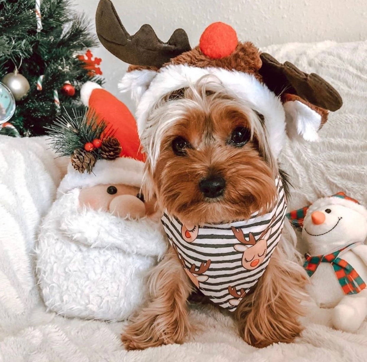 Preppy Christmas Of Dog Background