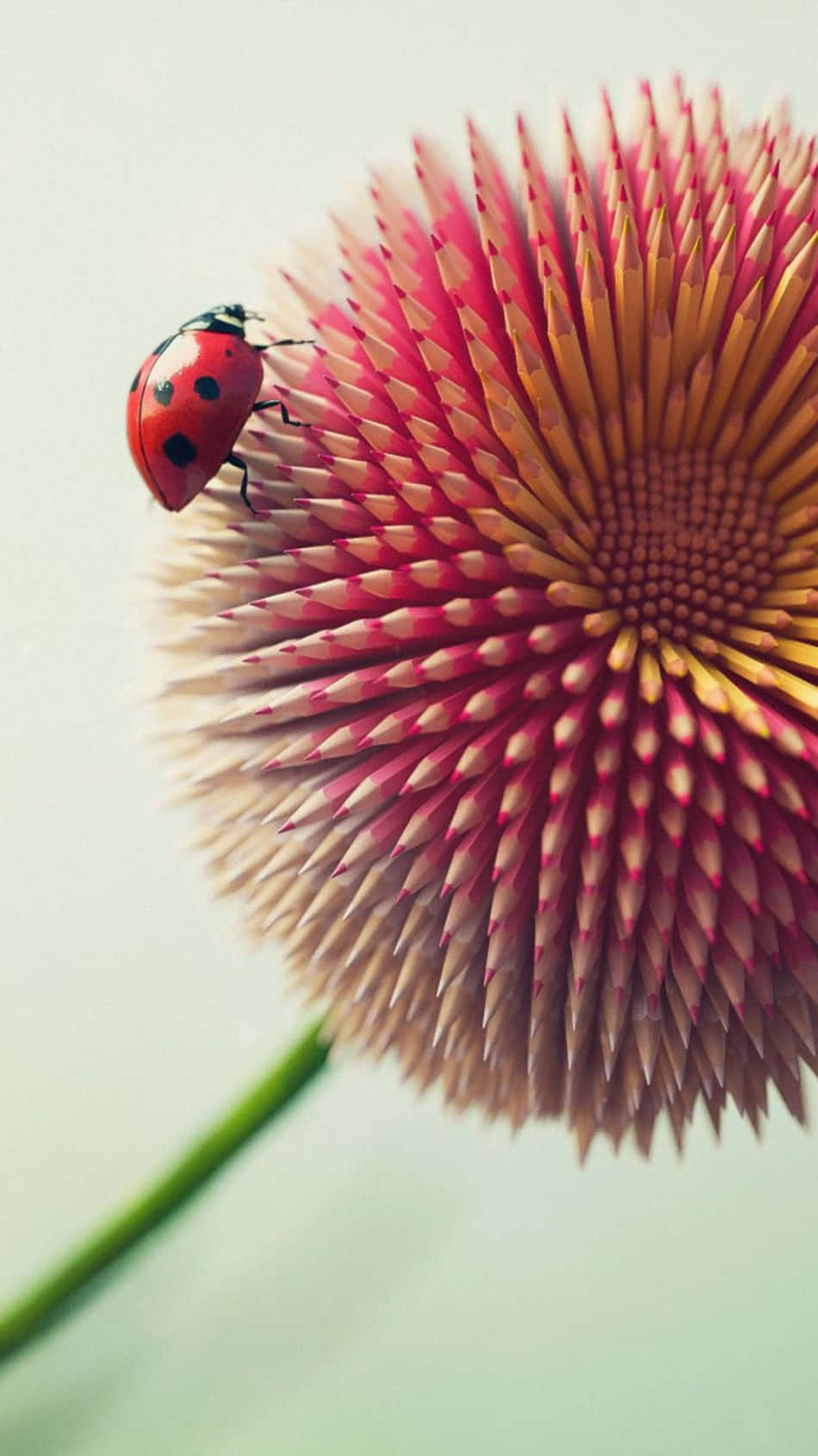 Preserve The Memory Of Summer With This Beautiful Ladybug Wallpaper For Your Iphone Background