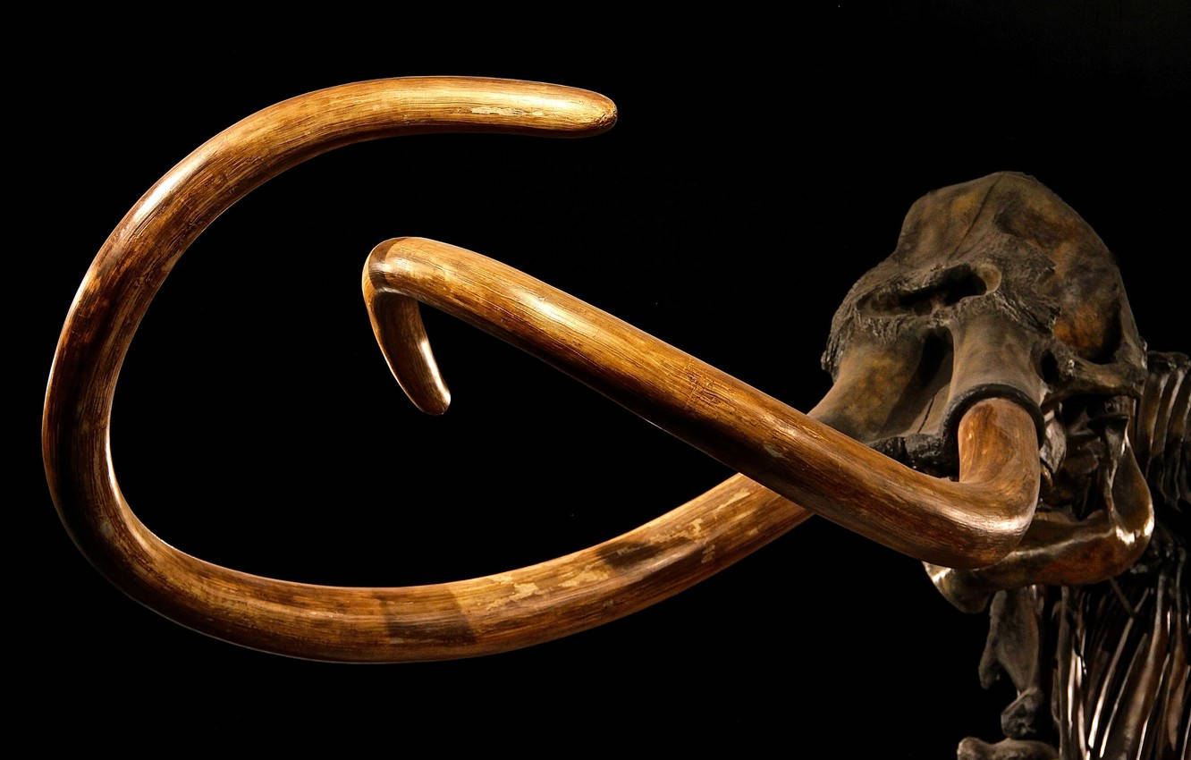 Preserved Mammoth Tusk Background