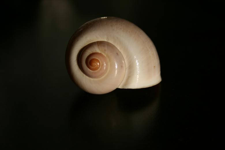 Preserved Snail Shell Background