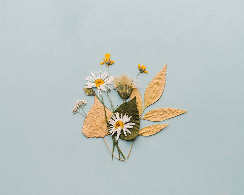 Pressed White Daisy Aesthetic Background