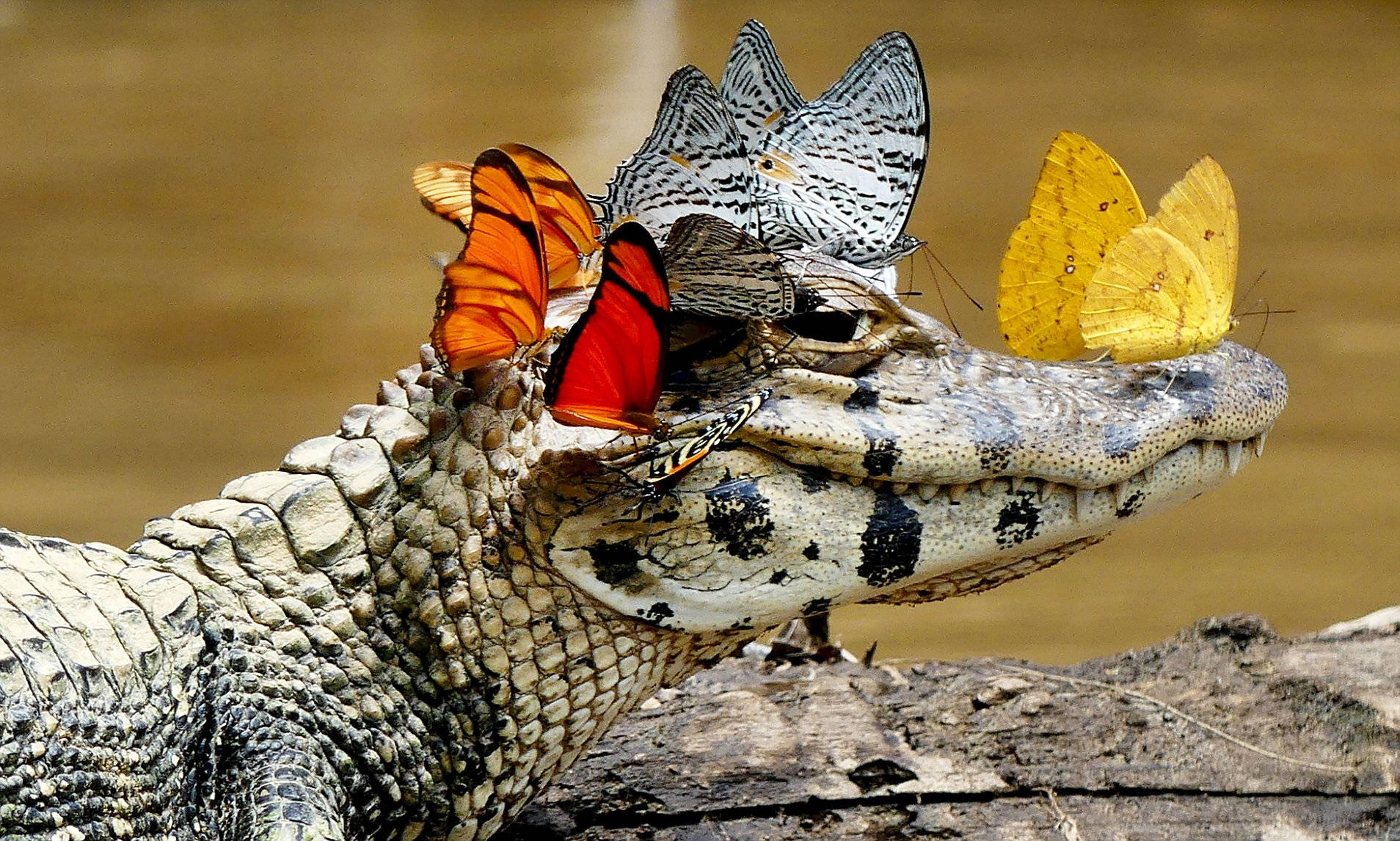 Pretty Alligator With Colorful Butterflies