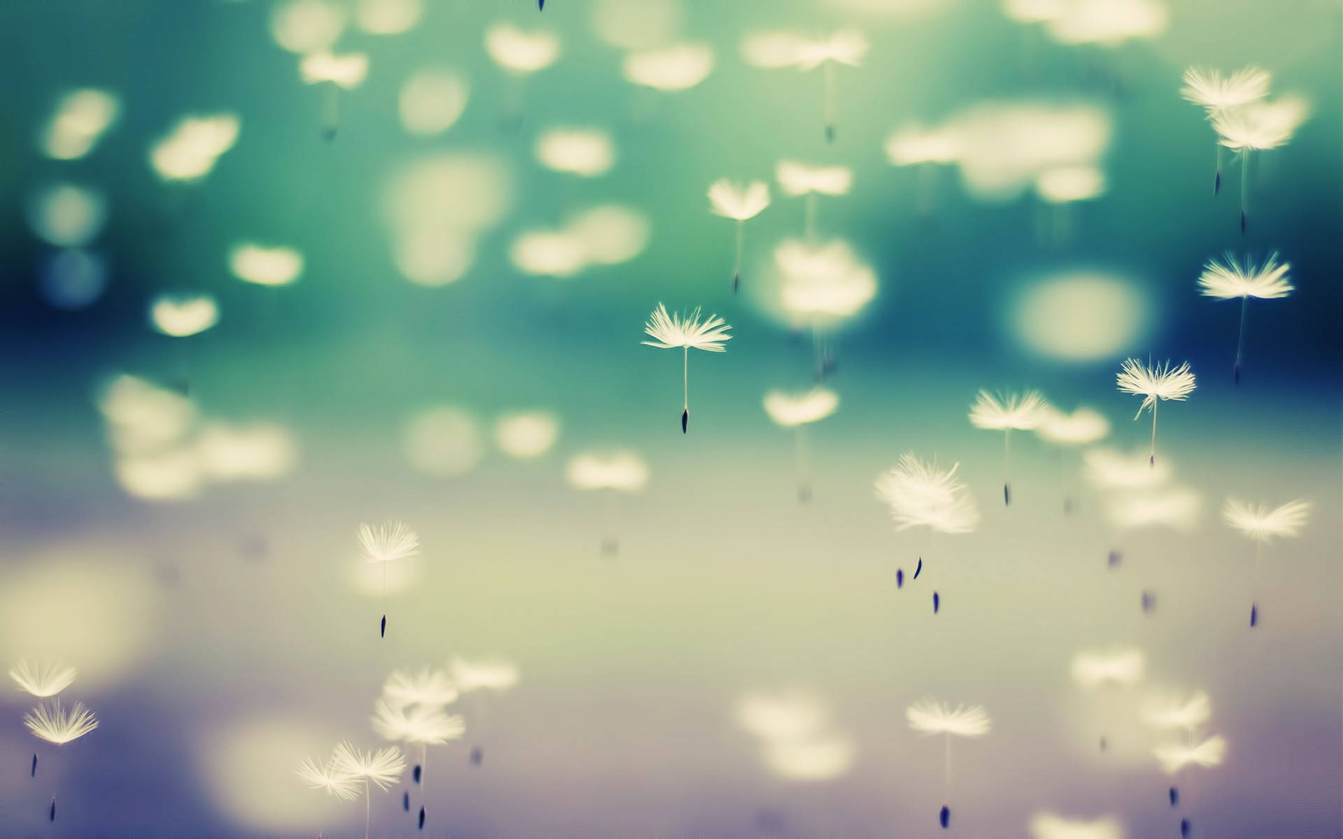 Pretty Background Flying Dandelions