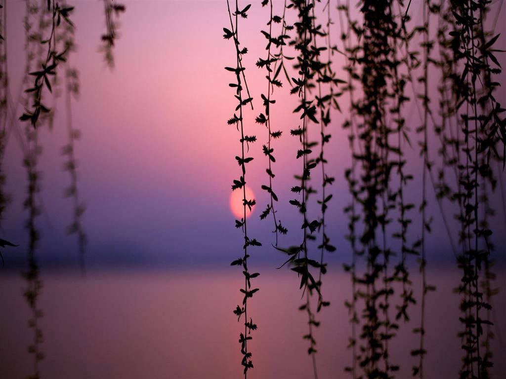 Pretty Background Pink Sunset Leaves Background