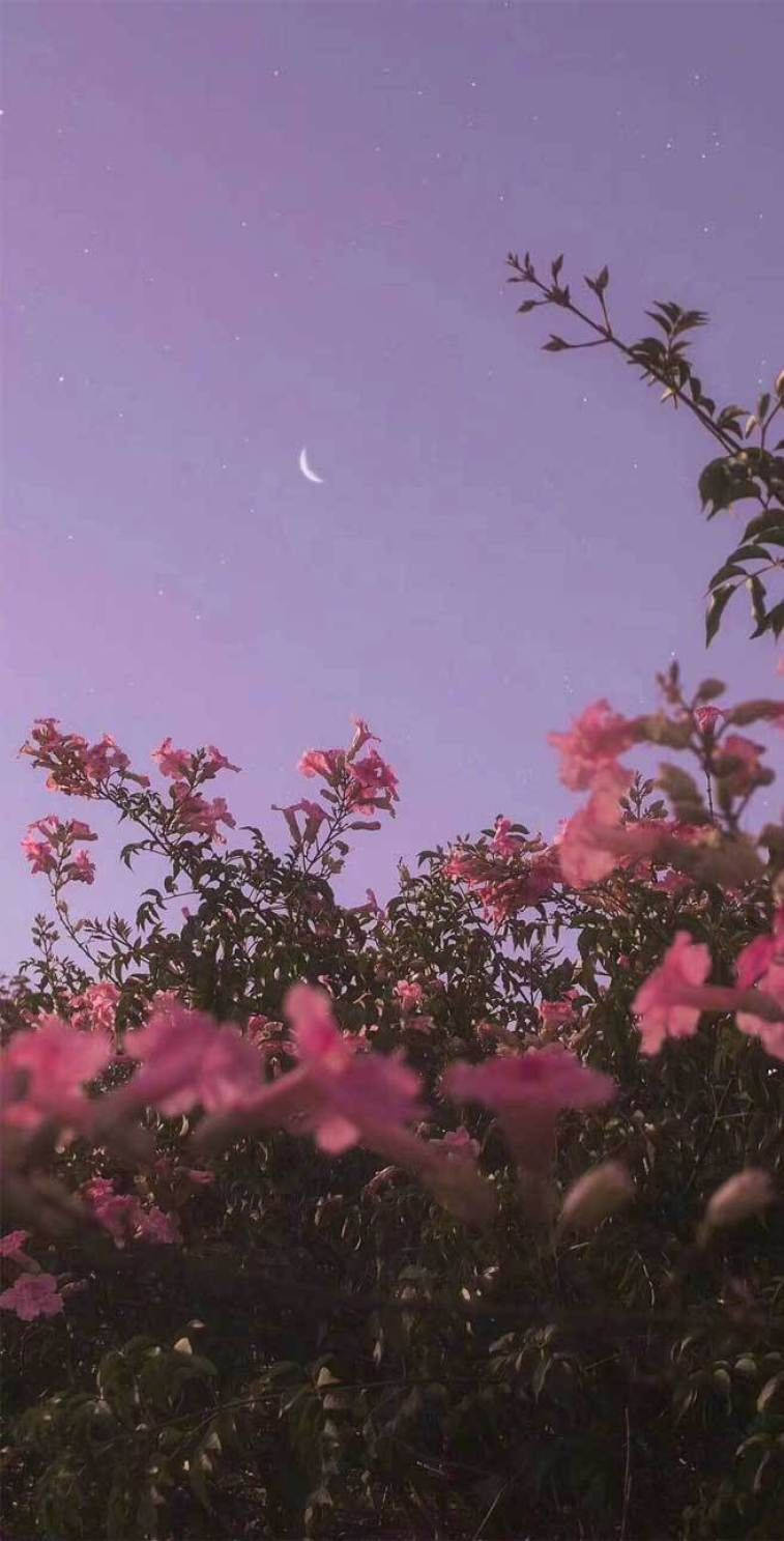 Pretty Background Purple Sky Flowers