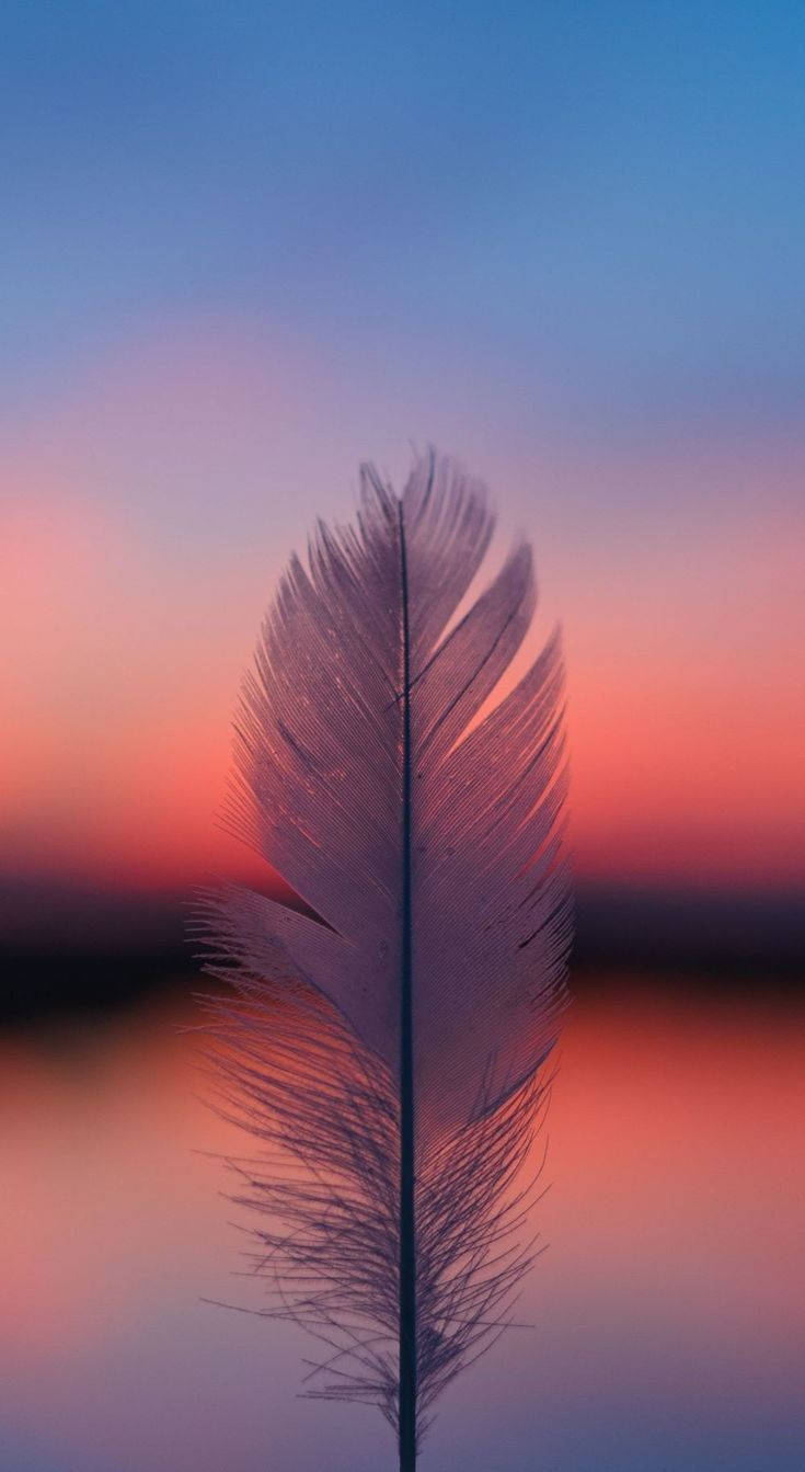 Pretty Background Sunset Iphone Feather