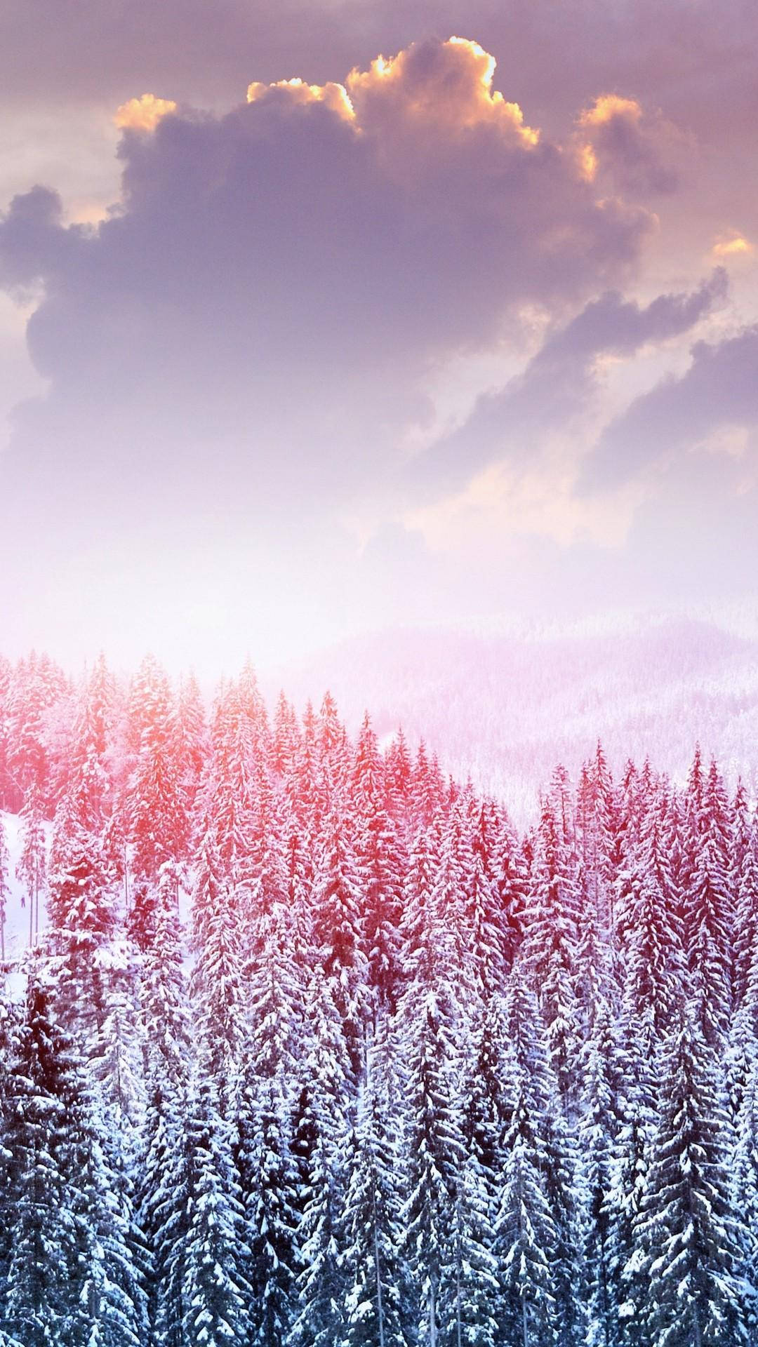 Pretty Background Winter Forest Pink Sky